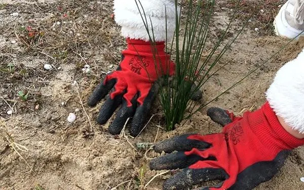Foto: Associació Mediambiental La Sínia