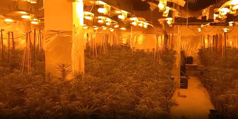 Localitzen una plantació amb mil plantes de marihuana a Torredembarra