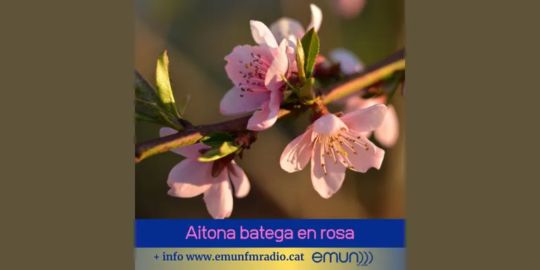 S'aproxima el meravellós espectacle de color rosa a Aitona