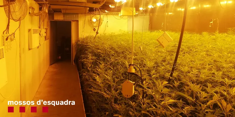 Els Mossos d'Esquadra detenen un home per cultivar més de 2.800 plantes de marihuana en una nau a Hostalets de Balenyà