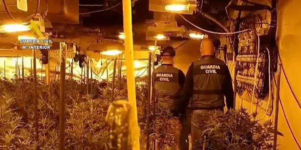 La Guàrdia Civil deté tretze persones d'una organització criminal dedicada al cultiu i tràfic de marihuana a Catalunya