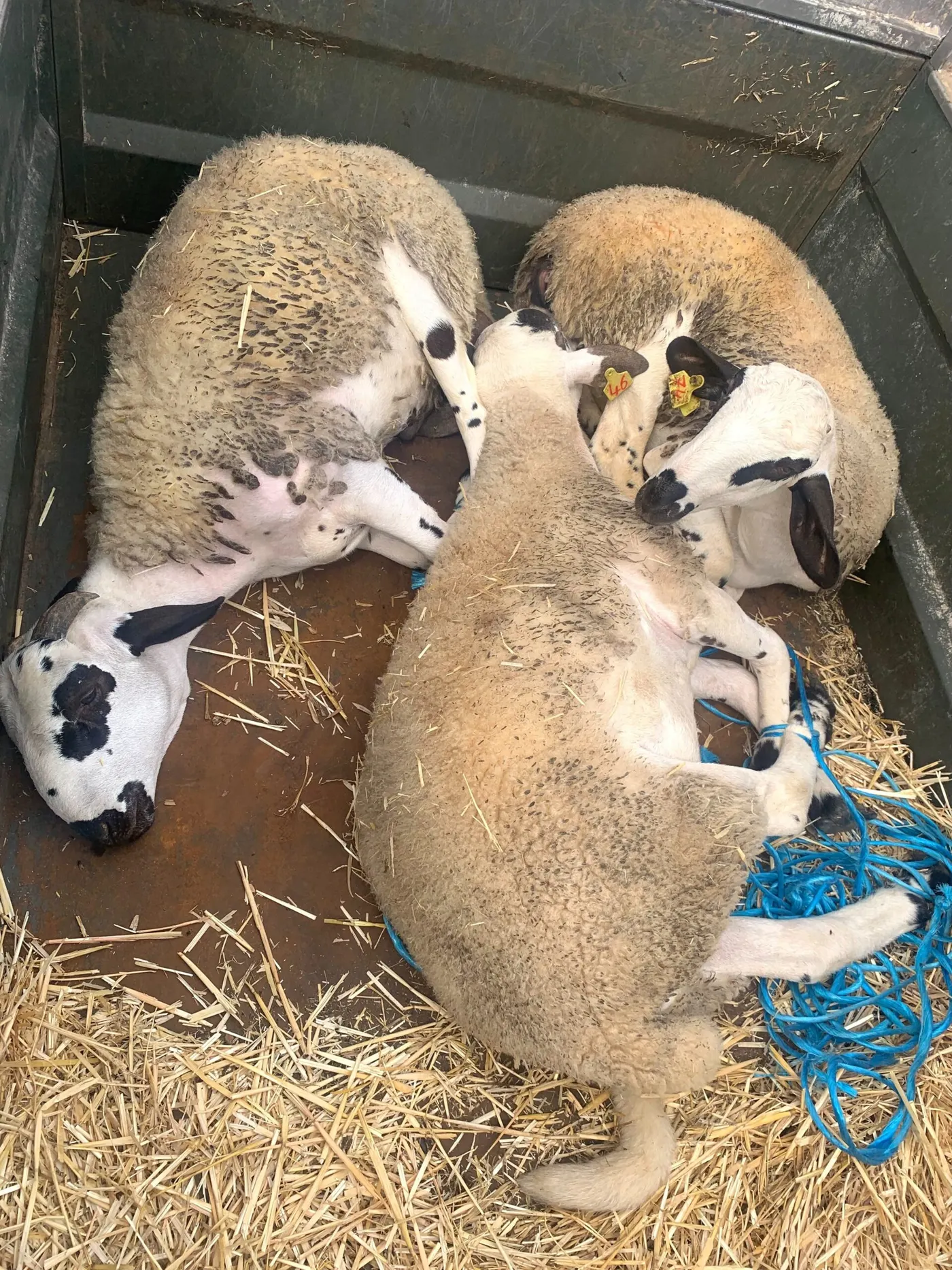 Un home és denunciat per transport irregular d’animals al Pla de Santa Maria