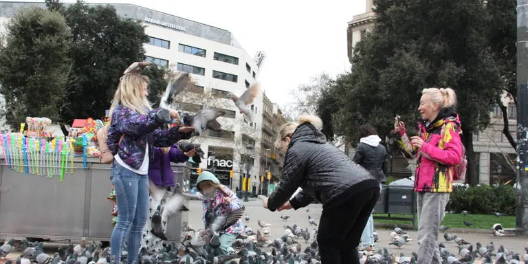 Barcelona redueix un 60% la població de coloms a les zones on s'ha administrat pinso anticonceptiu