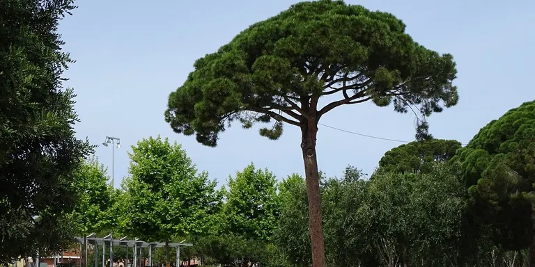 La Colla Gegantera Tota l’Endenga celebra dissabte la festa del 31è aniversari al Parc del Pinaret