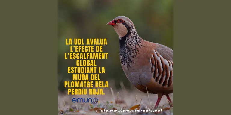 Un estudi de la Universitat de Lleida i l’IREC, l'Institut d'investigació d'estudis cinegètics, avalua l’efecte de l’escalfament global en la muda del plomatge de les aus, en contret la perdiu roja