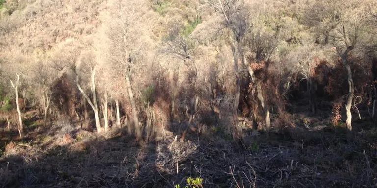 L'eruga peluda del suro desforesta milers d'hectàrees al Montnegre
