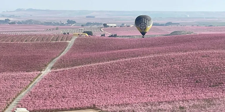 Bon balanç de la campanya Fruiturisme d’Aitona en aquest cap de setmana de floració multitudinari que el converteix en el més concorregut de l’edició