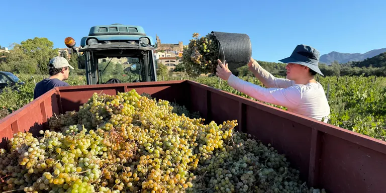 La DO Empordà preveu una verema amb una producció "normal" d'uns 8 milions de quilos després de "tres anys de misèria"