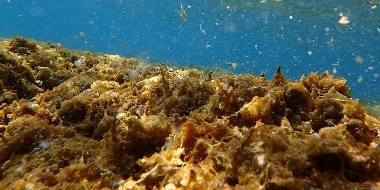 La platja de Ponent és una de les del litoral català on s’ha detectat la presència de l’alga ‘Ostreopsis’