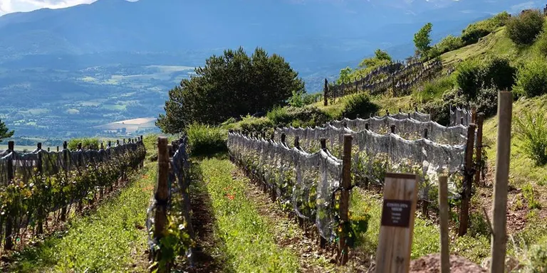 La família Gramona desenvolupa amb Costes de Cerdanya el seu vi d'alta muntanya