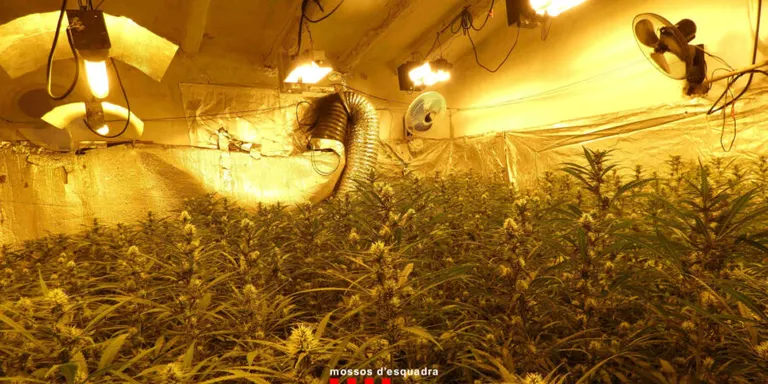 Dos detinguts en un operatiu en una plantació de més de 1.400 plantes de marihuana