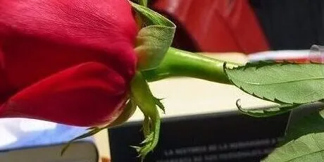 Concurs d’aparadors, amb motiu de Sant Jordi, organitzat per Vilassar Comerç