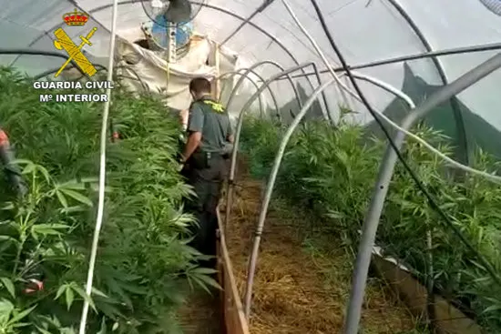 La Guàrdia Civil comissa 215 plantes de marihuana en una casa del Solsonès