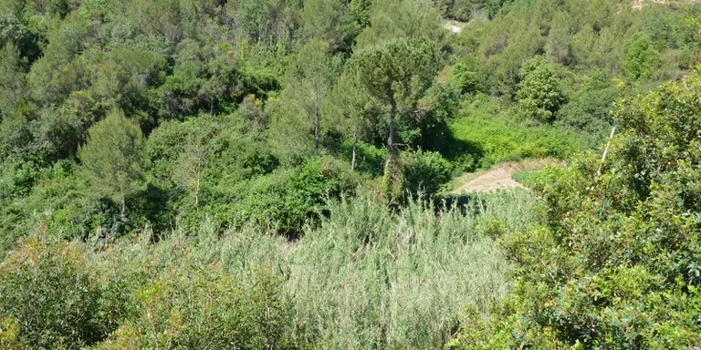 No es pot encendre foc en terrenys forestals sense autorització fins el 15 d'octubre