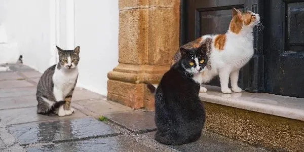 L’Ajuntament de Roda de Berà obre el procés de licitació del servei veterinari per a l’atenció de colònies felines