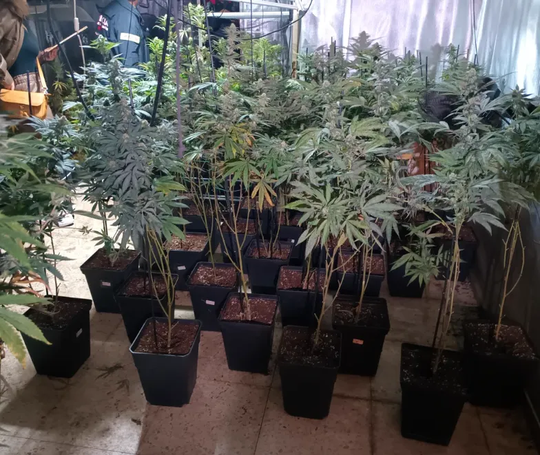 Els Mossos desmantellen una plantació de marihuana en una casa de Santa Eulàlia de Ronçana on s’han localitzat 114 plantes