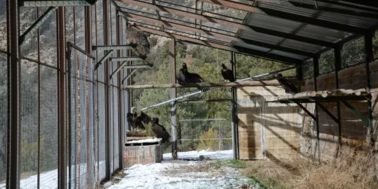 Deu voltors negres s'incorporen al projecte de reintroducció d'aquesta espècie al Prepirineu