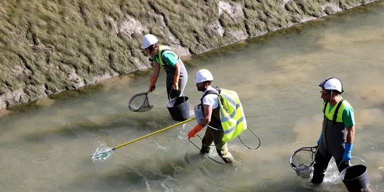 El Canal de Gavet torna a estar operatiu després del rescat de 134 peixos autòctons