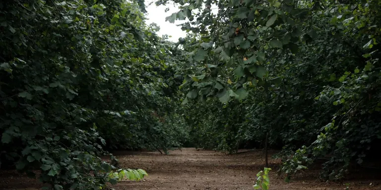 Unió de Pagesos lamenta que les pluges han fet perdre el 10% de la collita d’avellanes
