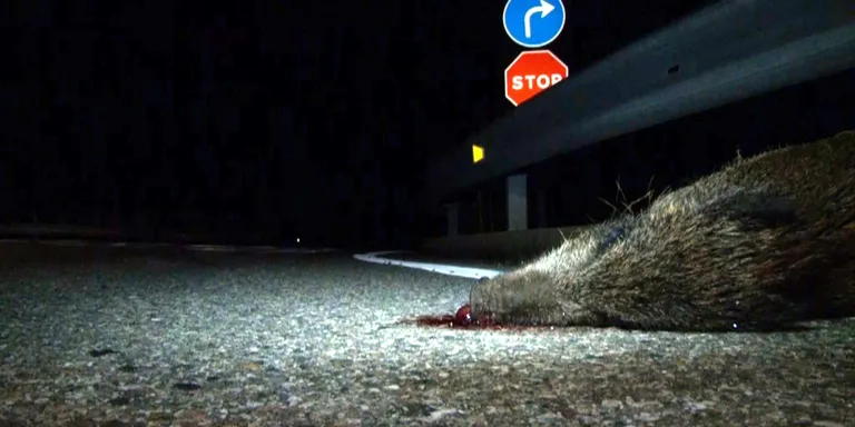Pagesos i caçadors reclamen més recursos per fer front a la sobrepoblació de fauna salvatge