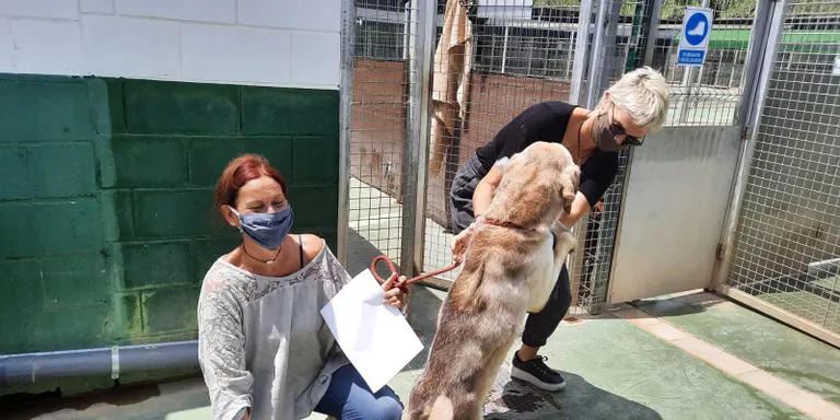 La Fundació Daina del Maresme dona suport a persones grans o vulnerables a través dels animals de companyia