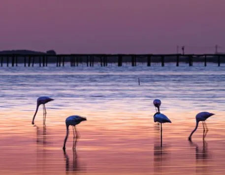 Una mostra fotogràfica trasllada la bellesa del Delta de l’Ebre a la Torre del Port de Cambrils