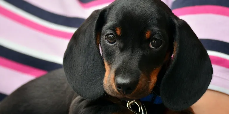 El Morell insta a censar i xipar a totes les mascotes del municipi
