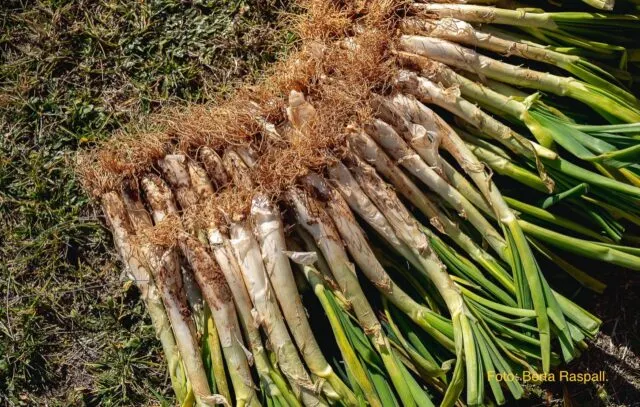 L’aparició del Calçofest reforça la temporada de calçotades