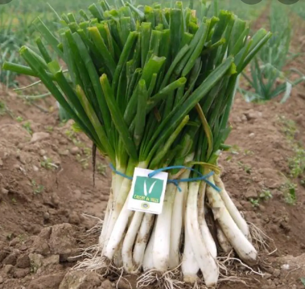 El senador Josep Rufà (ERC) es reuneix amb la IGP Calçot