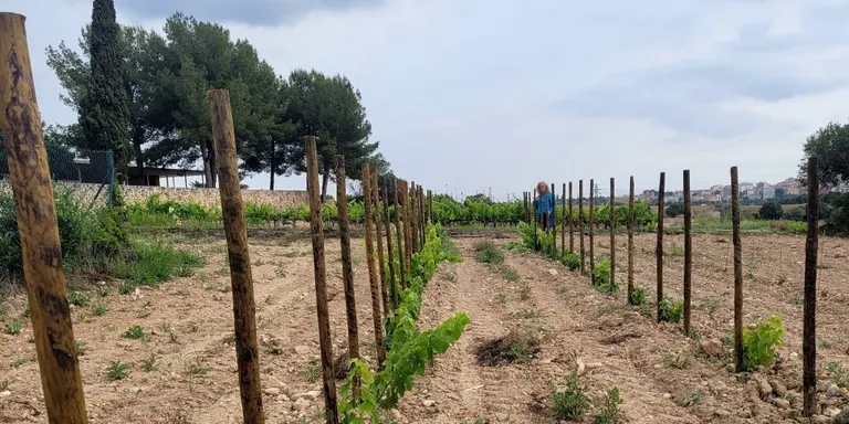 La finca experimental de la URV, a Mas dels Frares, estableix un camp de formació de vinya