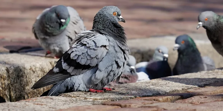 El Morell prova d'erradicar la forta presència de coloms amb falcons