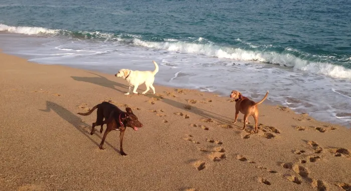 Jugar a la platja és un perill pels gossos per la presència d'hams