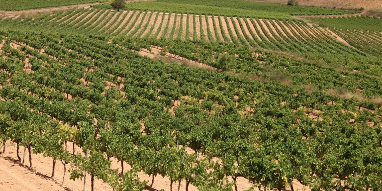 La DO Tarragona i la DO Conca de Barberà esperen una verema amb menys raïm que l'any passat però de bona qualitat