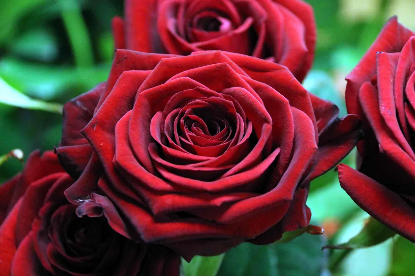 Bones previsions de venda de roses i llibres aquest Sant Jordi