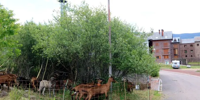 Soriguera redueix el risc d'incendis mitjançant un ramat de cabres