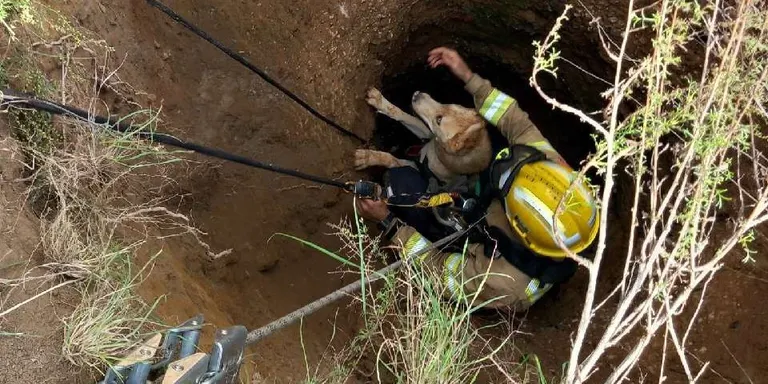 Els Bombers rescaten sa i estalvi un gos que havia caigut en un forat de deu metres a Cambrils