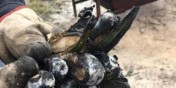 Els Germans Blanch d’Altafulla tanquen la temporada del calçot amb més d’1 milió d’unitats venudes