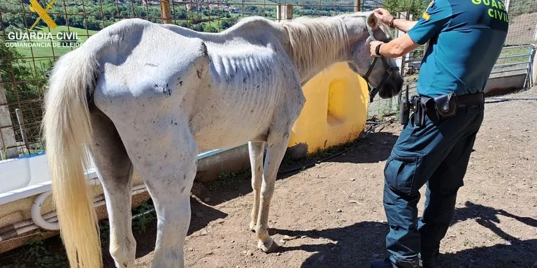 Investigades dues persones per presumpte maltractament animal en una finca clandestina d'Estamariu