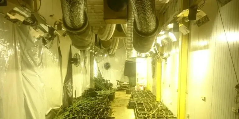 Agents dels Mossos intervenen 1000 plantes de marihuana a una nau del Polígon Industrial de Pineda