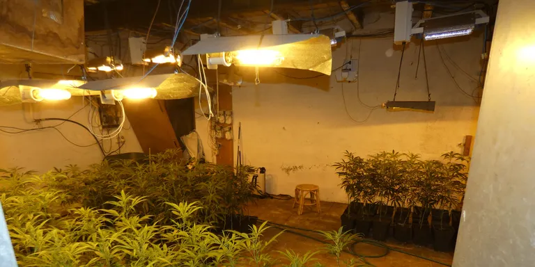 Dos detinguts per cultivar 2.594 plantes de marihuana en un mas de Riudarenes