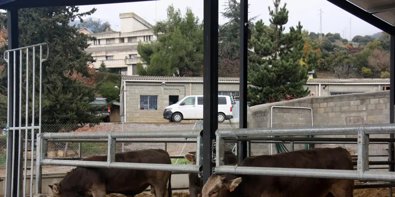 El preu de venda de carn de poltre es manté tot i el tancament de la restauració, però el de vedella baixa un 20%
