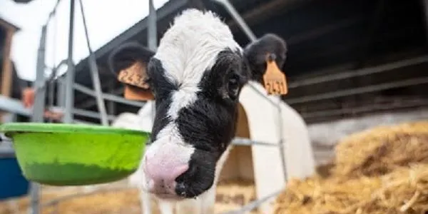 El Departament d’Agricultura comprarà productes frescos als petits productors i els destinarà al Banc d’Aliments