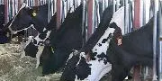 Acord per preservar prats de dall a Civís i Esterri de Cardós