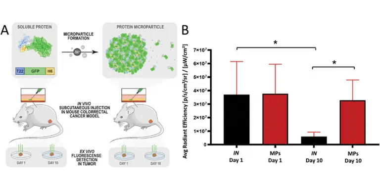 Creen un micromaterial que allibera nanopartícules que destrueixen selectivament les cèl·lules canceroses