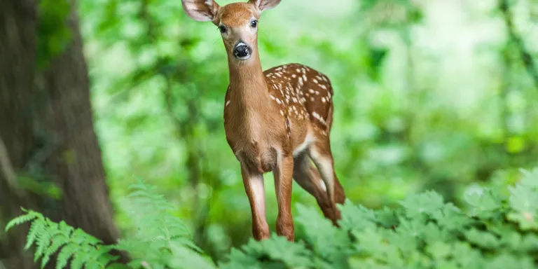 Sàmara Natura proposa escoltar la brama del cérvol i la daina