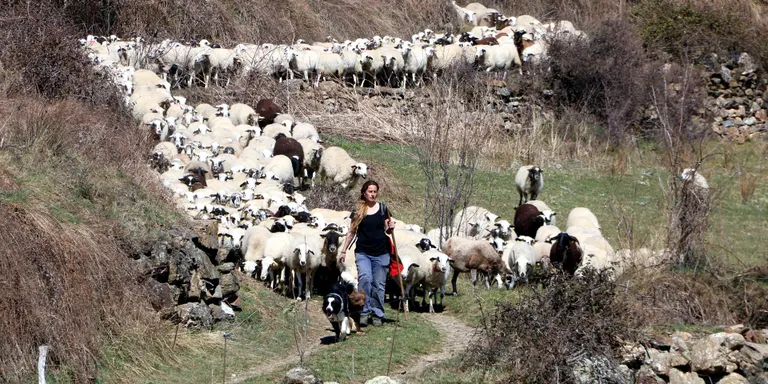 Unió de Pagesos reclama a les administracions instruments per a la viabilitat de les granges d'oví i cabrum