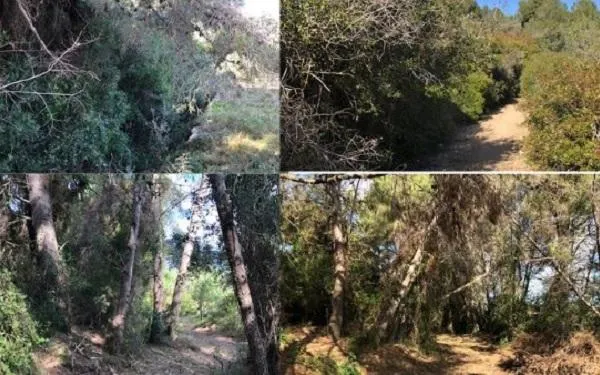 Foto: Ajuntament del Catllar
