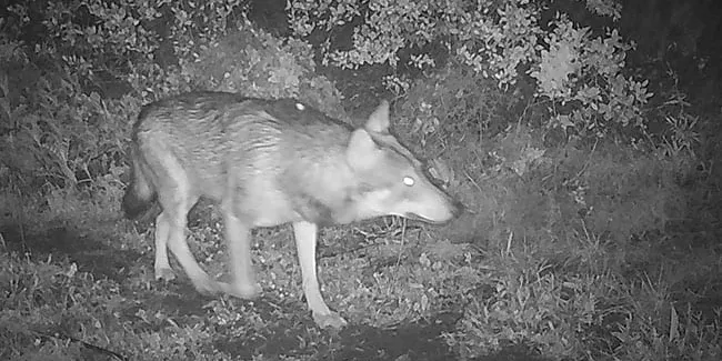 El llop, cada cop més a prop del Montnegre