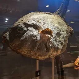 Navegant pel museu XXVII - El peix lluna 06-03-2023 - episode art