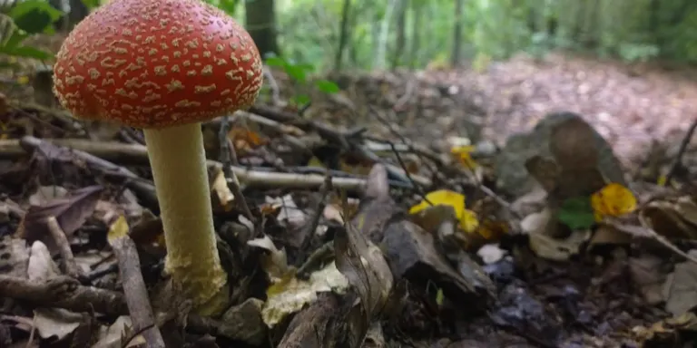 15è Ral·li Fotogràfic 'Tocats pel bolet'